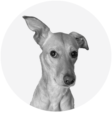 Stark Projekt | Team